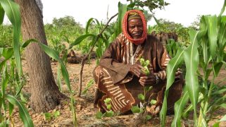 A farmer in Niger tends to a tree sprout growing among his millet crop.