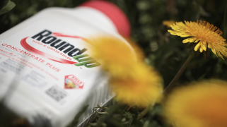 A bottle of Roundup weedkiller lying on grass with flowers