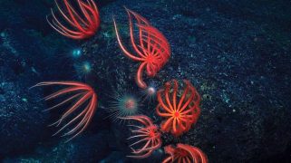 A visual of jellyfish in the sea