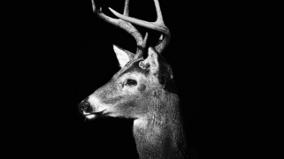 The head of a deer on a black background