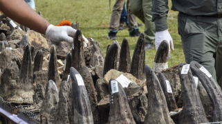 Rhino horns seized from poachers in India in 2021.
