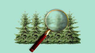 A magnifying glass over an image of some trees