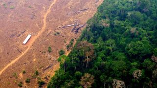 Aerial view of rainforest, half lush green, half barren from deforestation.