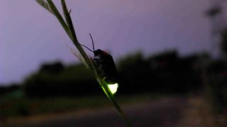 A Genji firefly