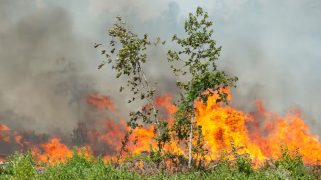 Fires burn along Highway 27 in Beauregard parish, Louisiana, Thursday, 24 August 2023.