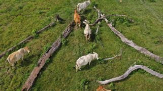 Skinny cows on grass surrounded by fallen trees