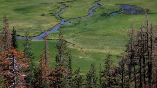 Photo of a park with high trees up front, and then a field of grass with some streams of water running through it
