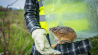 An endangered Preble’s meadow jumping mouse (Zapus hudsonius preblei) is captured during a population survey.