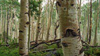 Pando trees