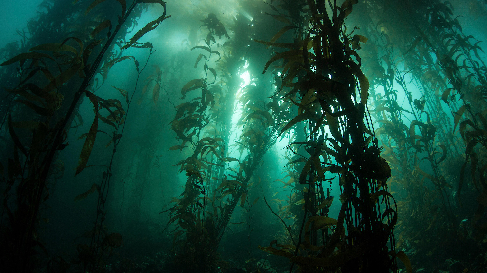 Seaweed underwater