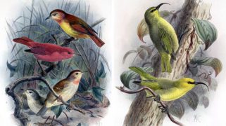 Illustrations of the kākāwahie and the Maui nukupuʻu, two species of Hawaiian bird that were declared extinct this year.