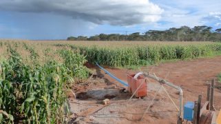 Groundwater-fed irrigation of maize in Kabwe, Zambia.