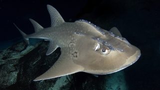 Large grey fish in black water.