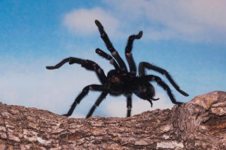 A close-up of a hairy, black spider.