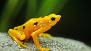 A yellow frog on a grey rock