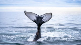 A whale's tail flicked out of the water.