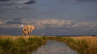An elephant stands next to a river