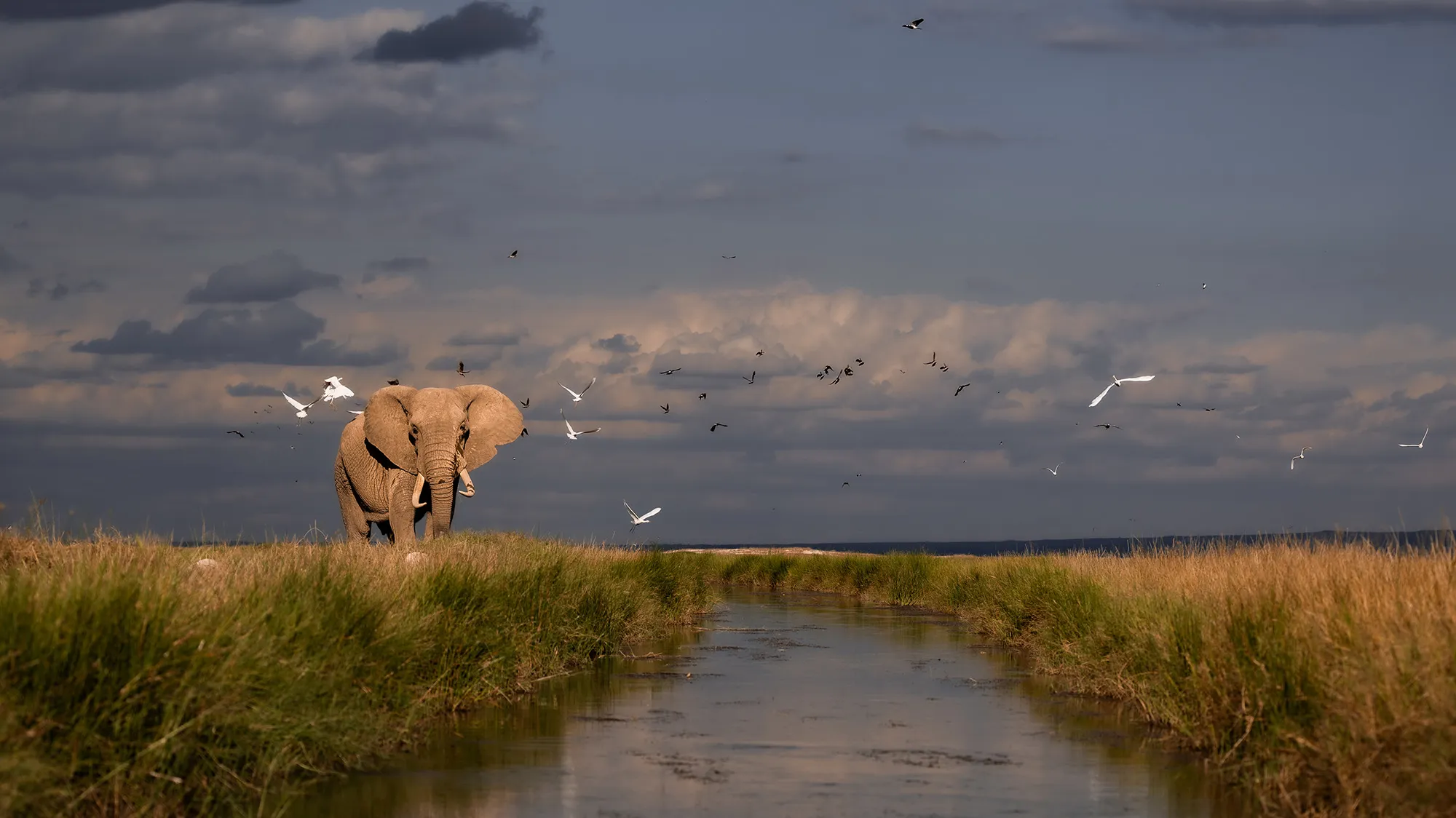 An elephant stands next to a river