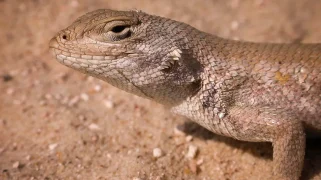 A sand-colored lizard standing in sand.