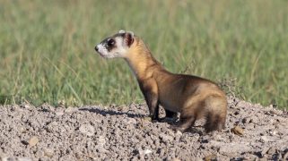 A brown and black ferret on top of a mound of soil.