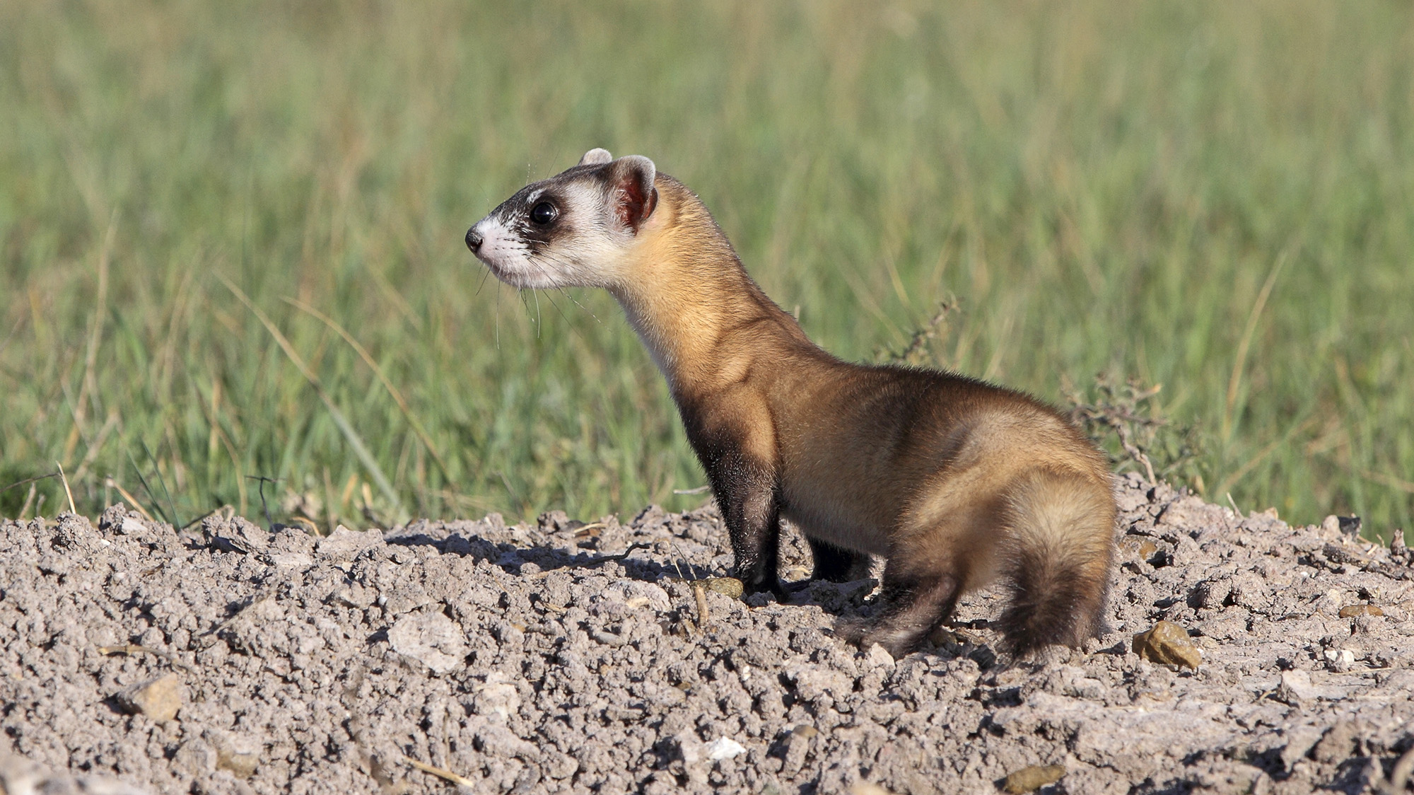 A brown and black ferret on top of a mound of soil.