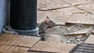 A rat peeks out of a pipe.