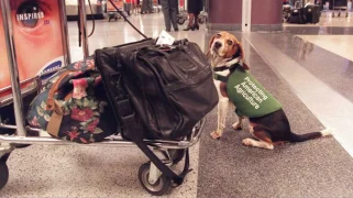 A dog wearing a "Protecting American Agriculture" jacket