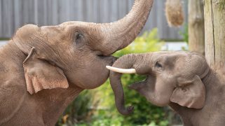 Two Elephants rub their trunks together
