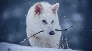 A white wolf