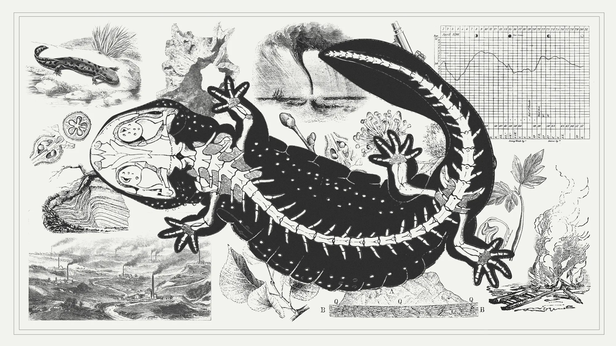A black and white diagram of a salamander