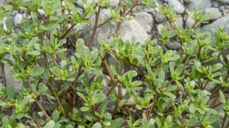 Portulaca Oleracea On The River Serio. Ghisalba. Italy. (Photo by: BlueRed/REDA/Universal Images Group via Getty Images)