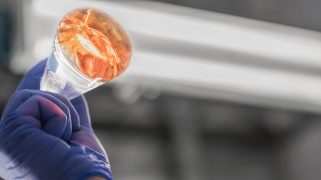 An Endolith technician swirls a flask containing a starter culture of the company’s proprietary microbes. The amber color comes from trace metals and nutrients added to mimic the chemistry of copper ore environments. Endolith