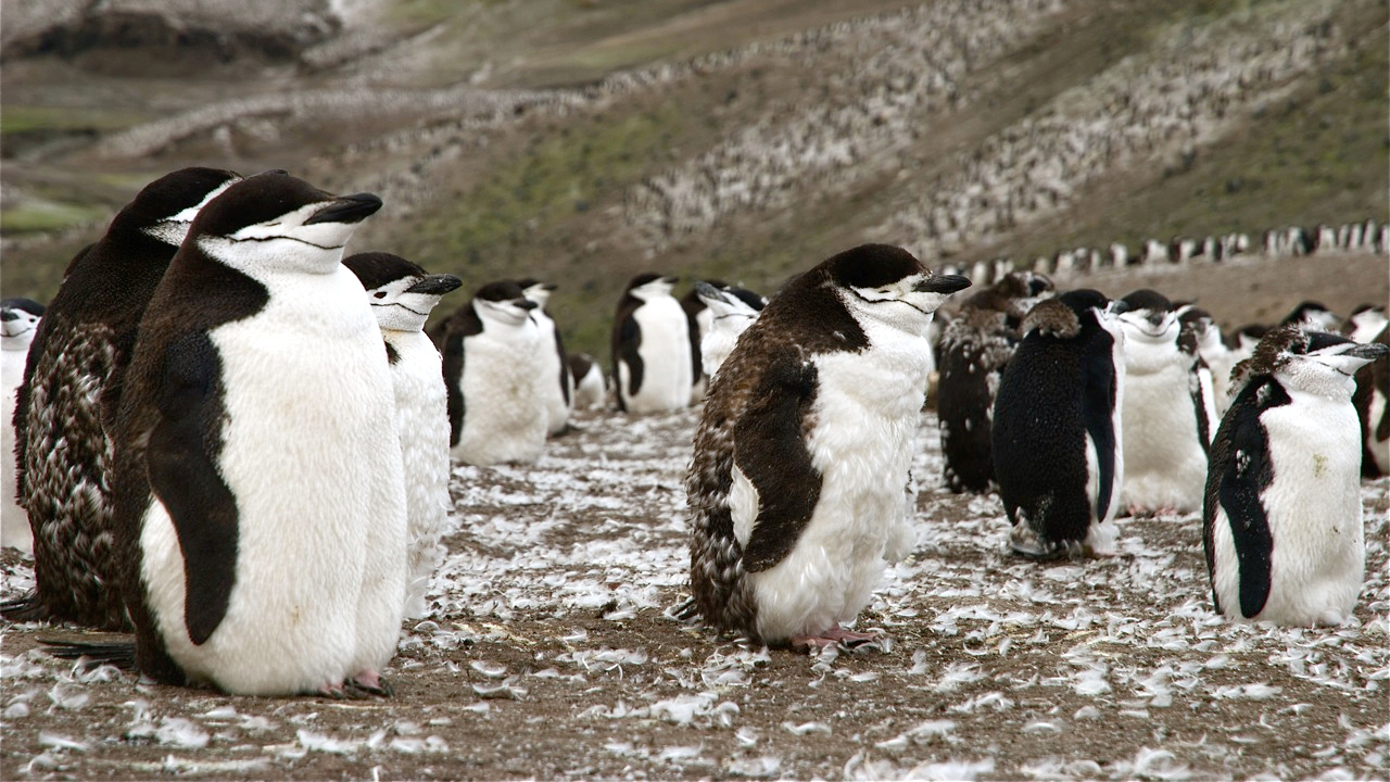 A group of penguins