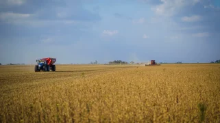 Farmers harvest a drought-stricken soybean field near Firmat, Argentina.