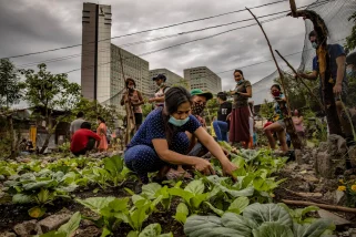 A woman wearing a mask knees over vegetables.