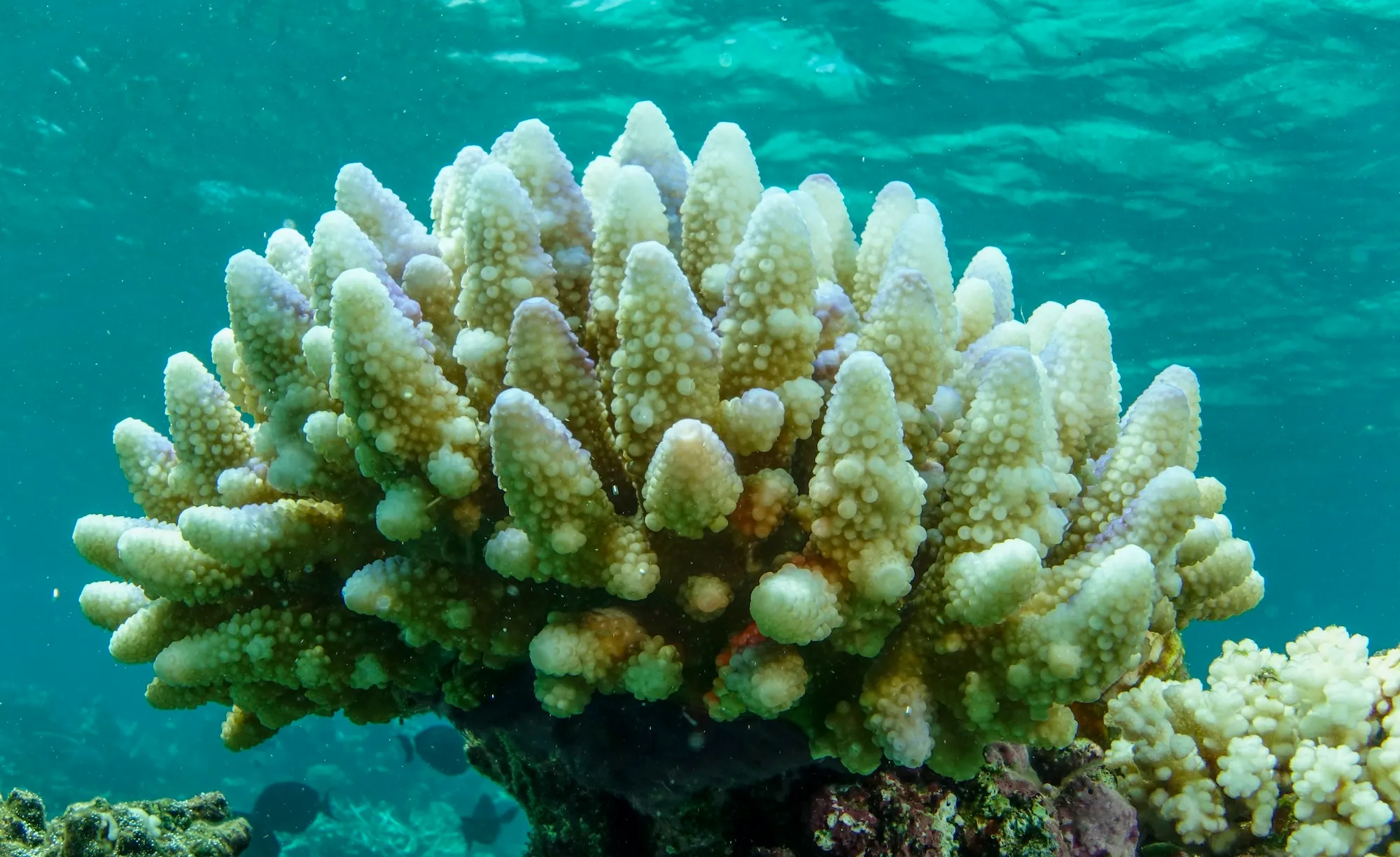 Bleached coral in the Townsville/Whitsunday management area of the Great Barrier Reef in AustraliaCommonwealth of Australia (GBRMPA)/AP