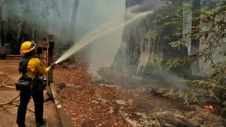 Firefighter sprays foam at tree