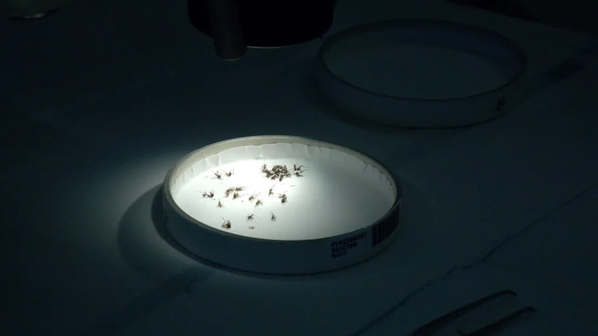 An illuminated petri dish