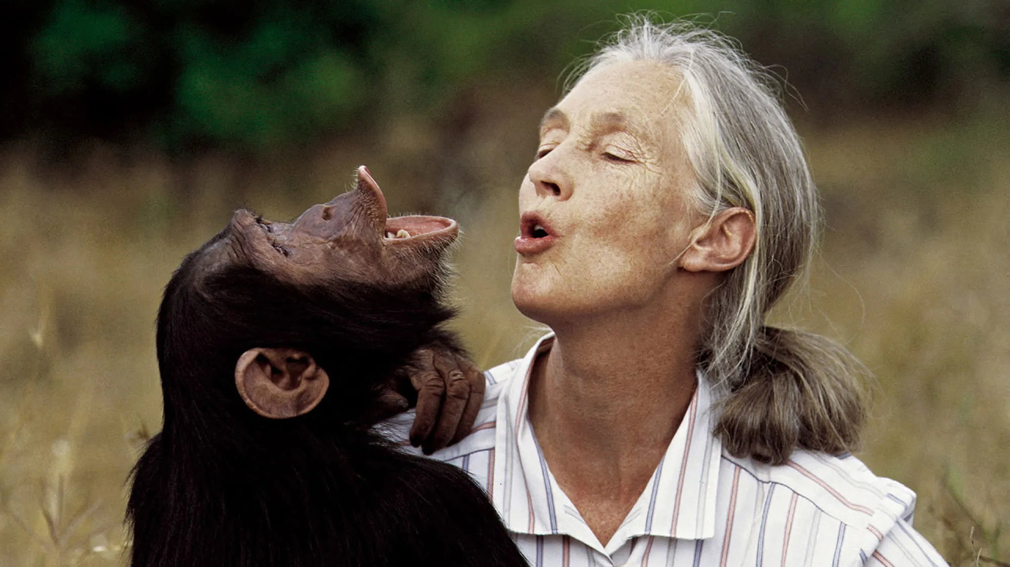 Goodall horsing around with a chimpanzee friend in 2009.