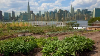 rows of vegetables growing on a brooklyn rooftop with the Manhattan skyline across the river in the background