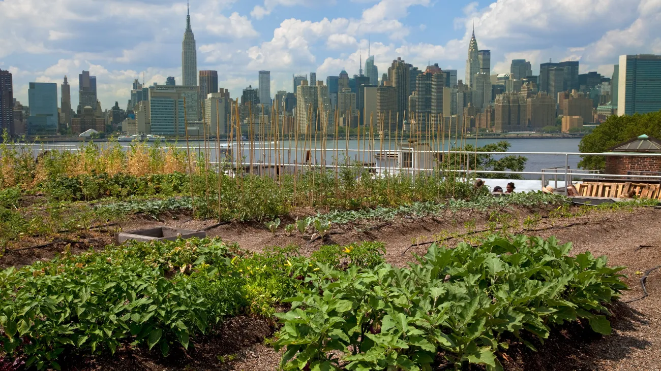 rows of vegetables growing on a brooklyn rooftop with the Manhattan skyline across the river in the background