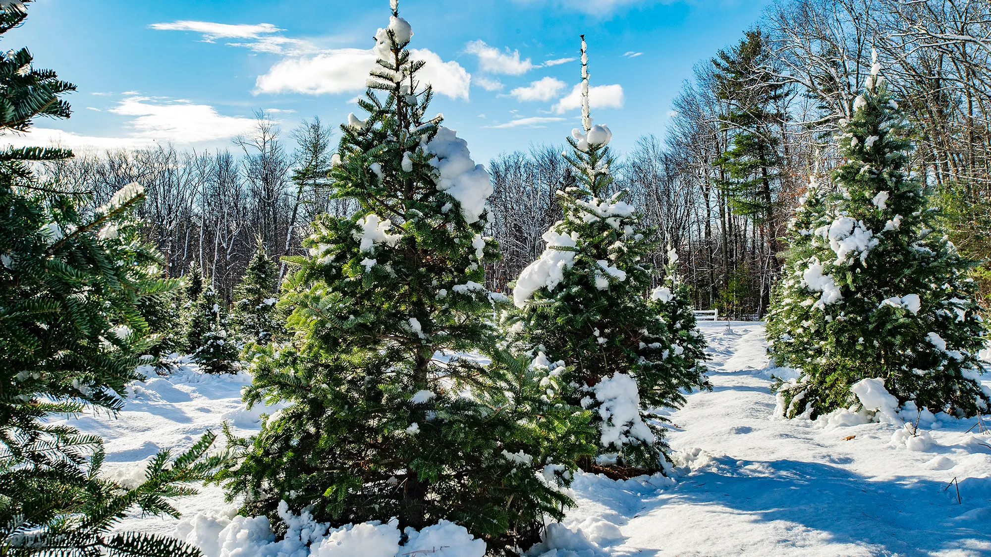 Fresh snow from a winter storm covers hundreds of sapling and growing fir trees that line a field at Harrod Tree Farm.